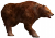 Kahverengi Ayı.png